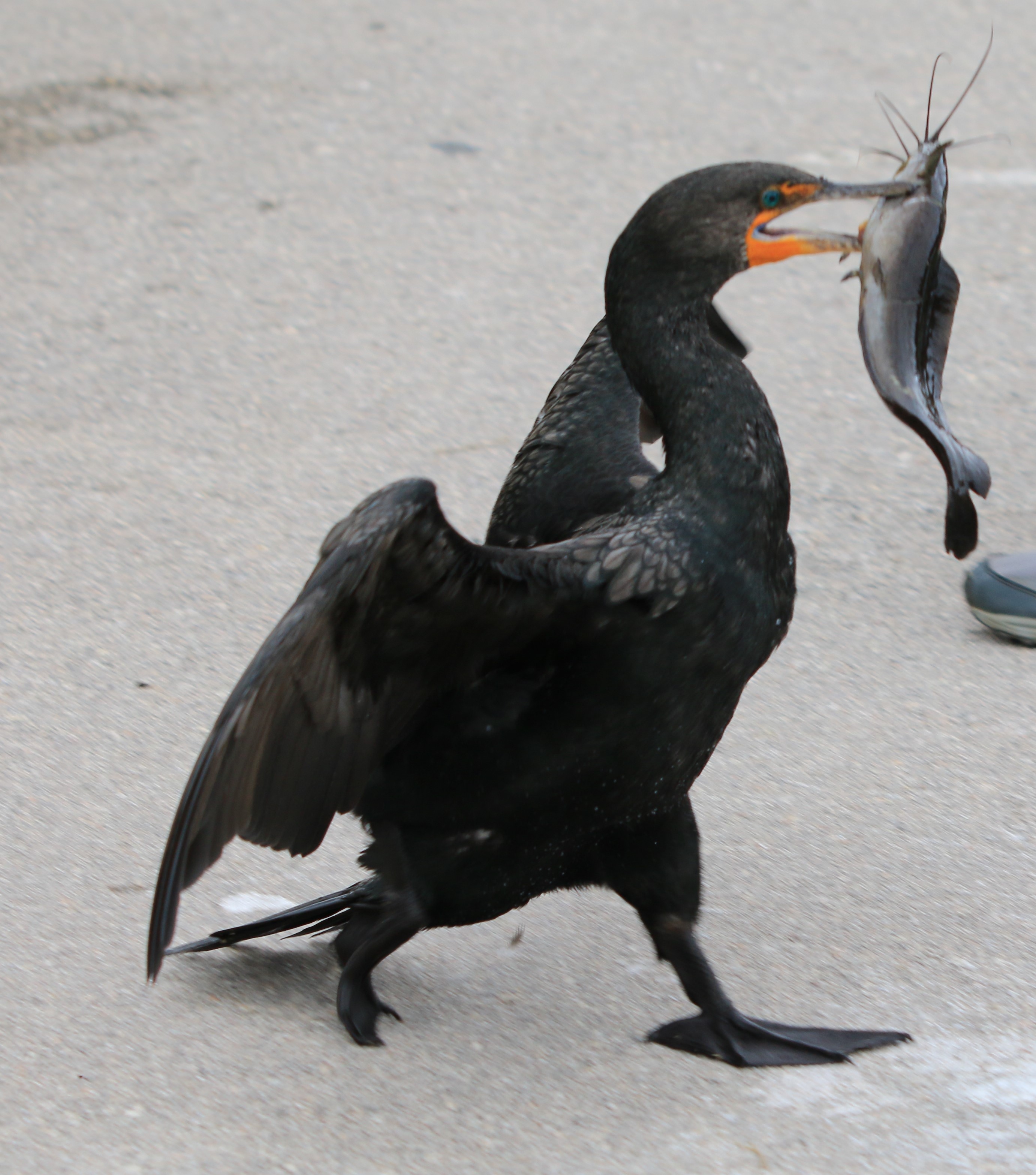 A cormorant with a fish
